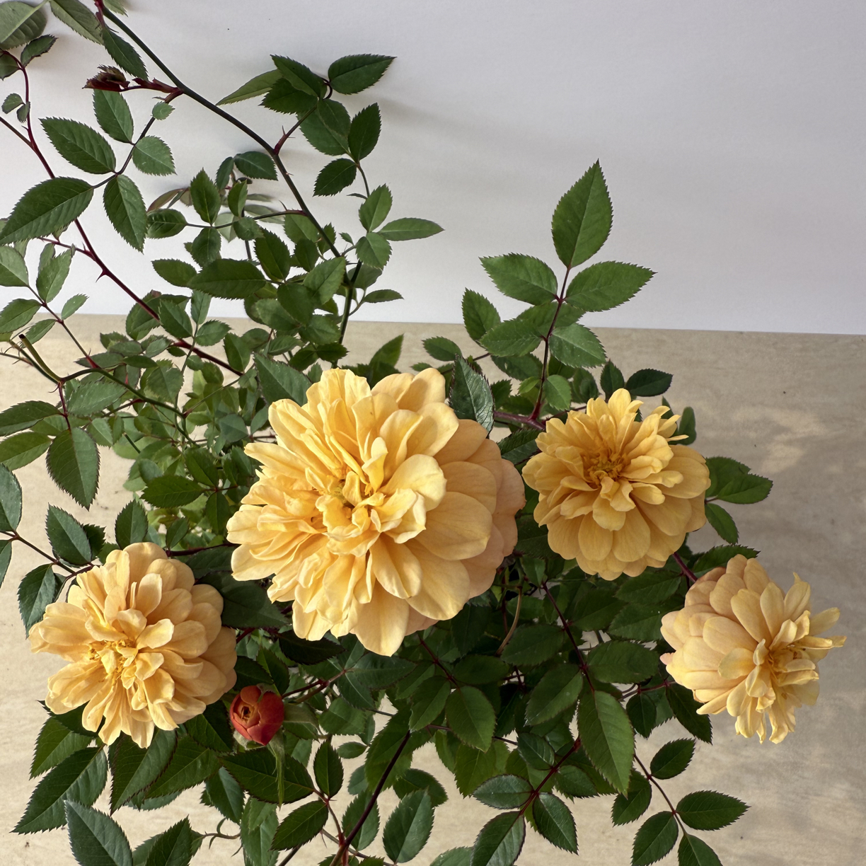 焦糖布丁  迷你超微型蔷薇盆栽桌面阳台四季开花花卉