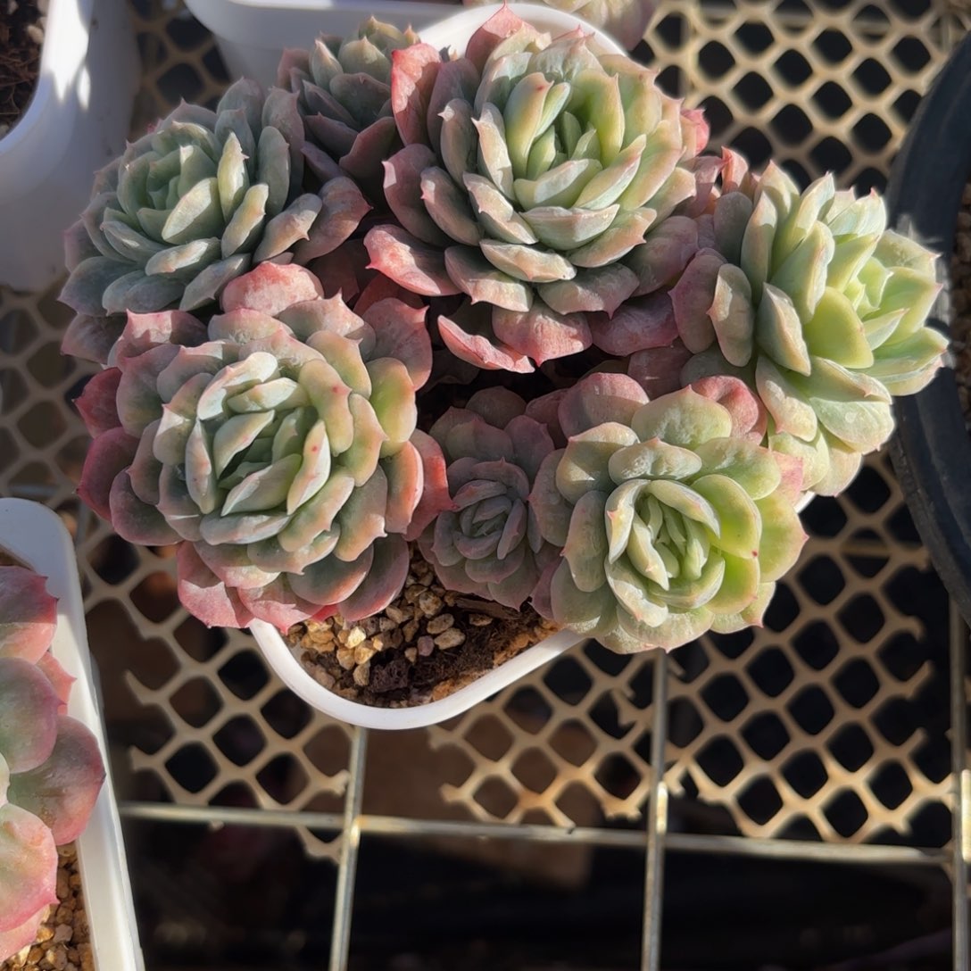 冉***冉哈哈宝贝宝贝别男男女女男男女女