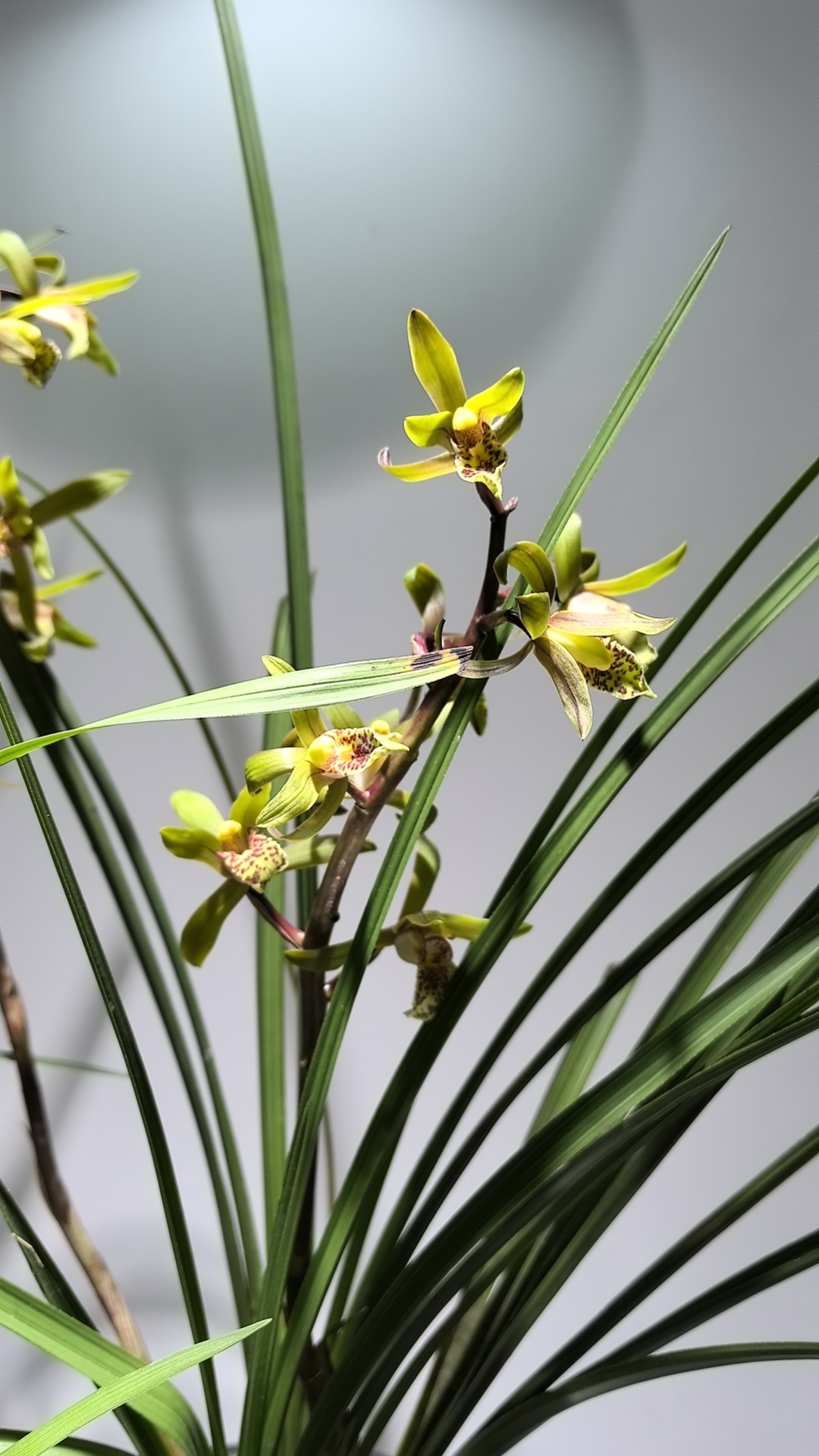 贵州传奇产地资源蕙兰浓香型一杆多花未见开品兰花