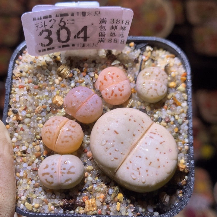 精品生石花26.304