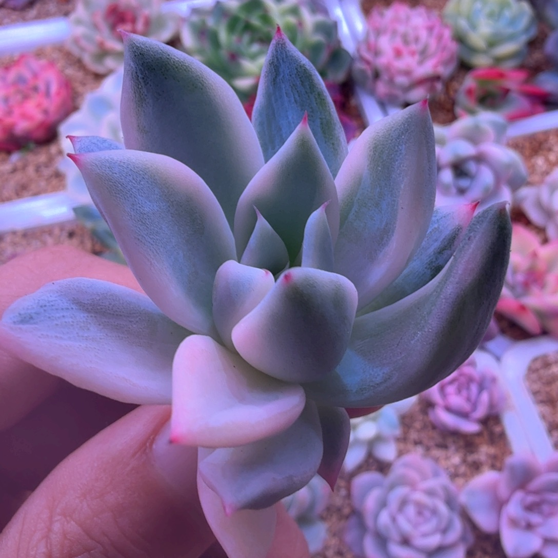 福娃锦 多肉植物锦