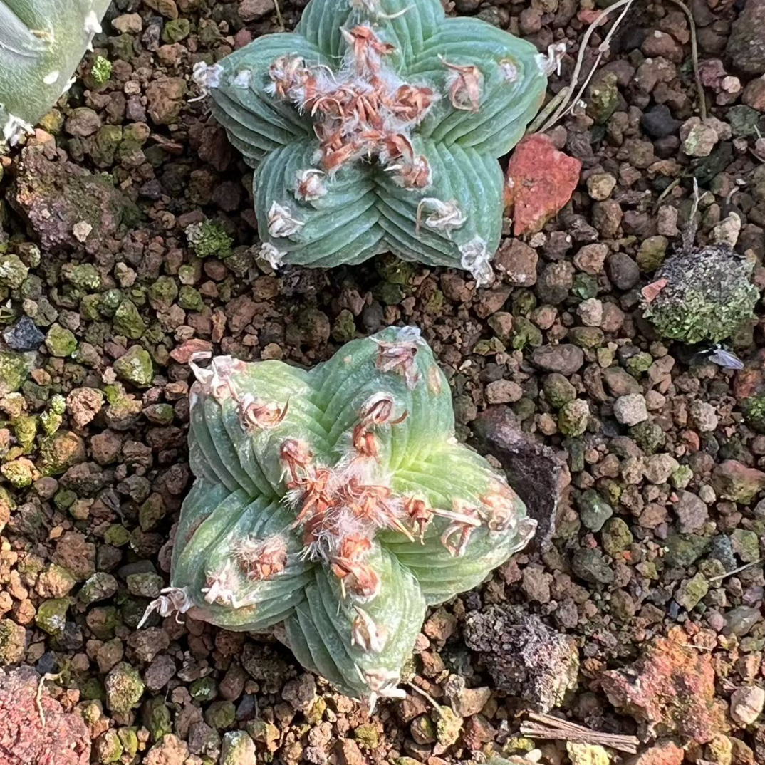 五星花笼红龙稀有仙人球侧芽自根2cm