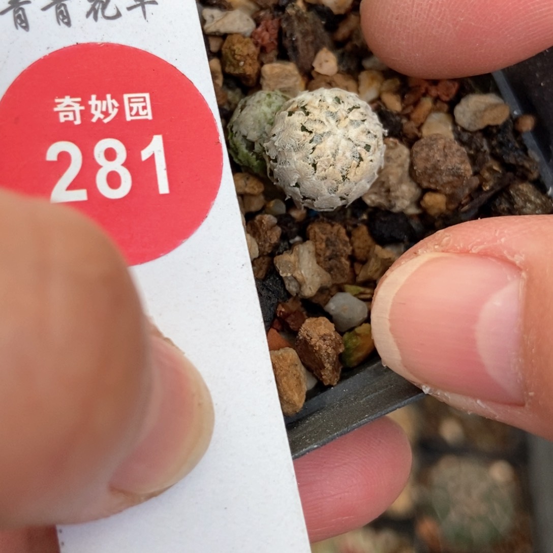 实生双头蔷薇丸一颗仙人球
