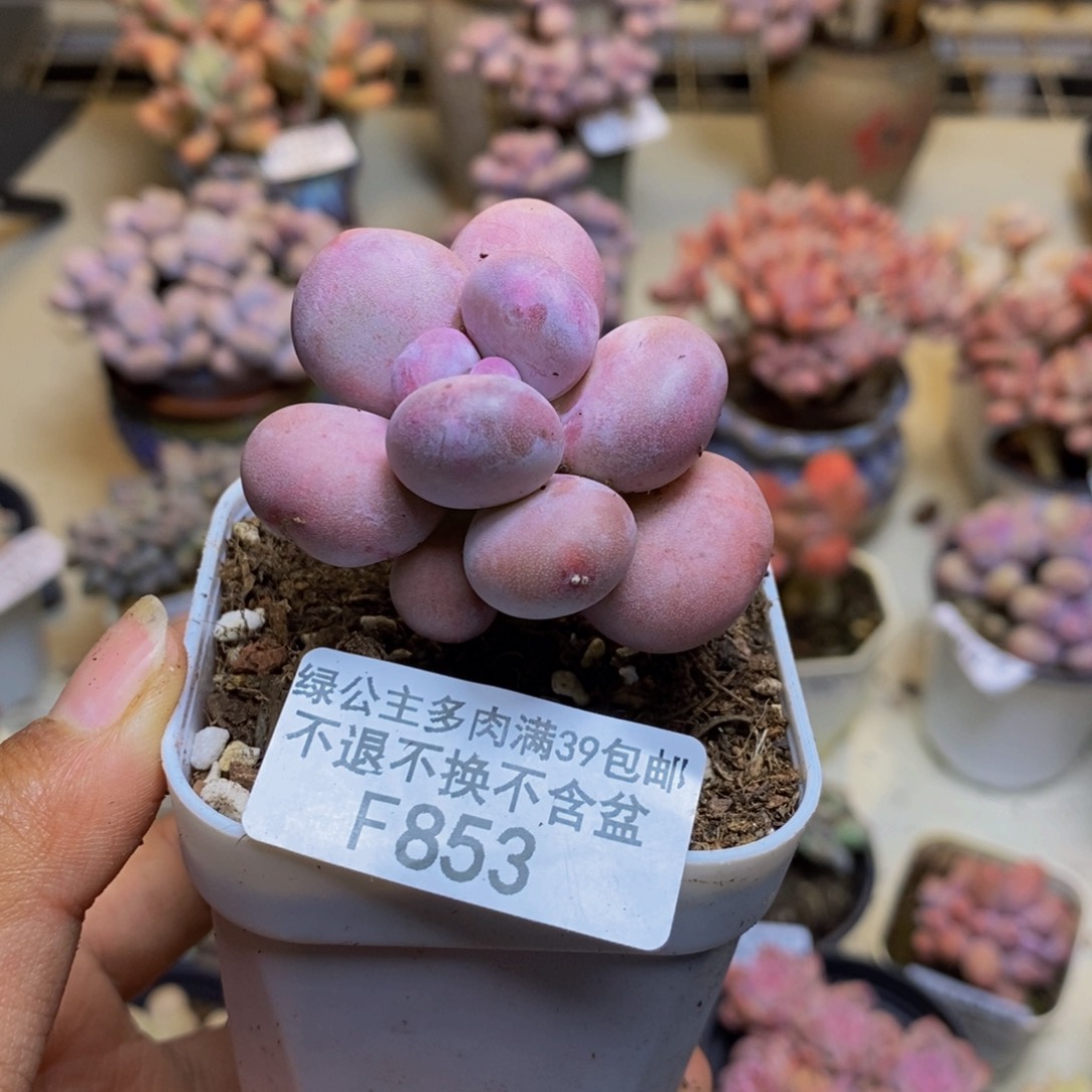 853橙雪球多肉5c m