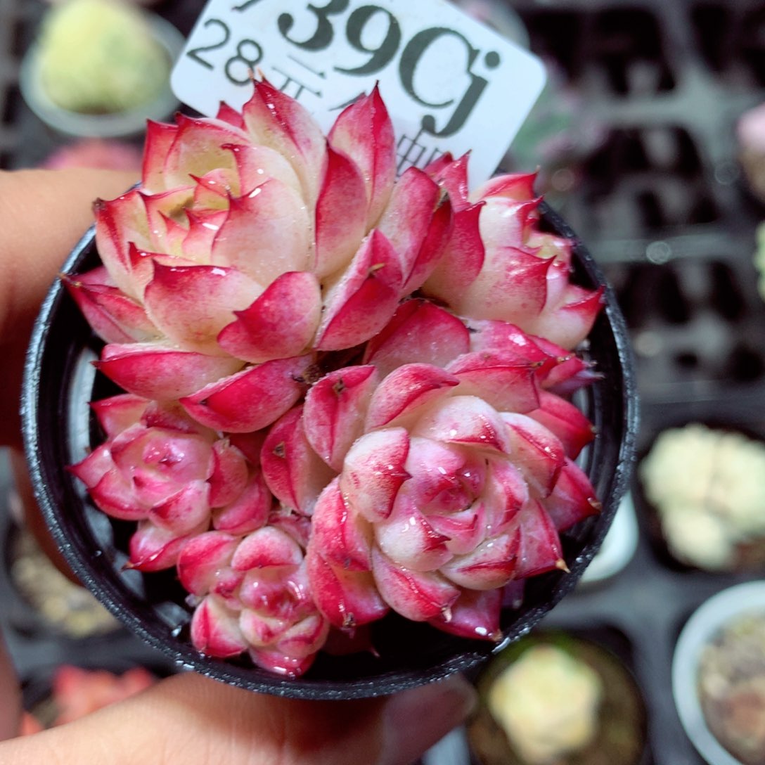 5厘米盆精控多肉739