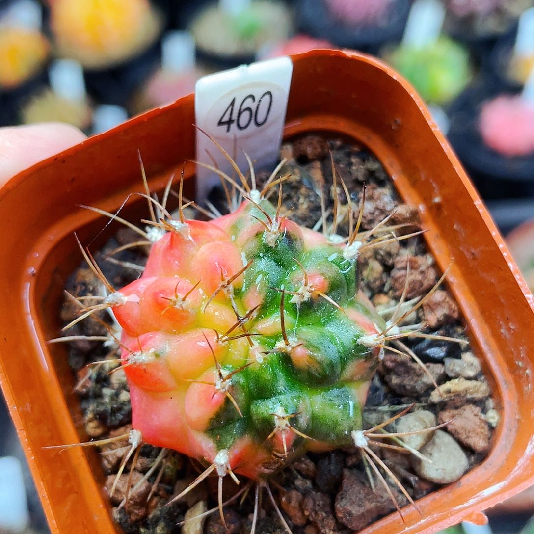 非偏远地区满25包邮仙人球裸根