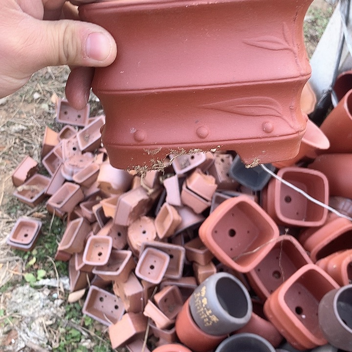 紫砂哈哈真的是太喜欢啦嘻嘻