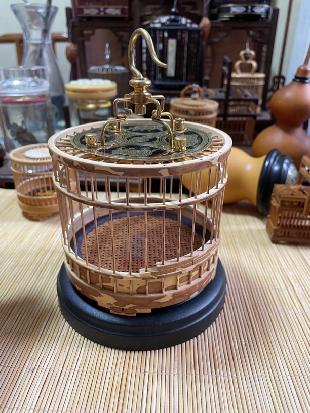 香妃竹蝈蝈，直径10厘米