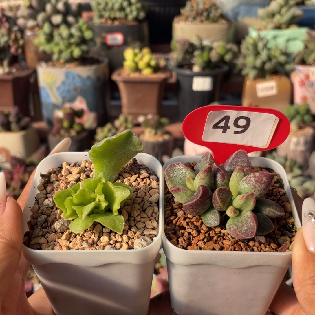 翡翠蛋糕，花斑鹿。