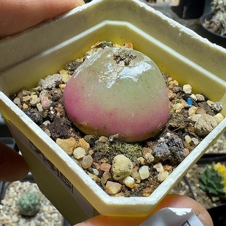 191灯泡带盆发货实生