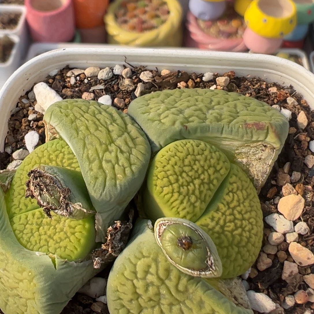 136多肉植物百科知识