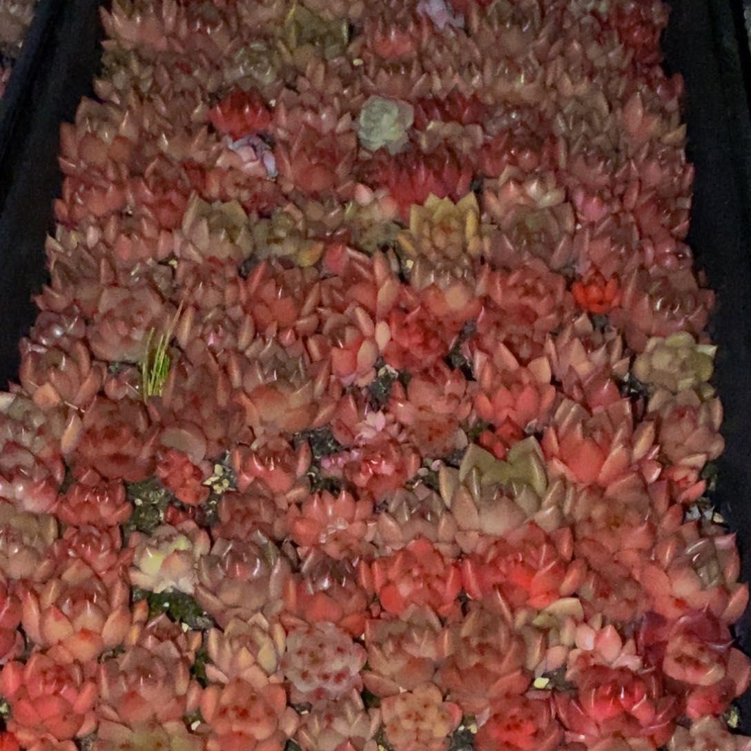 878多肉植物保护研究所所长助理