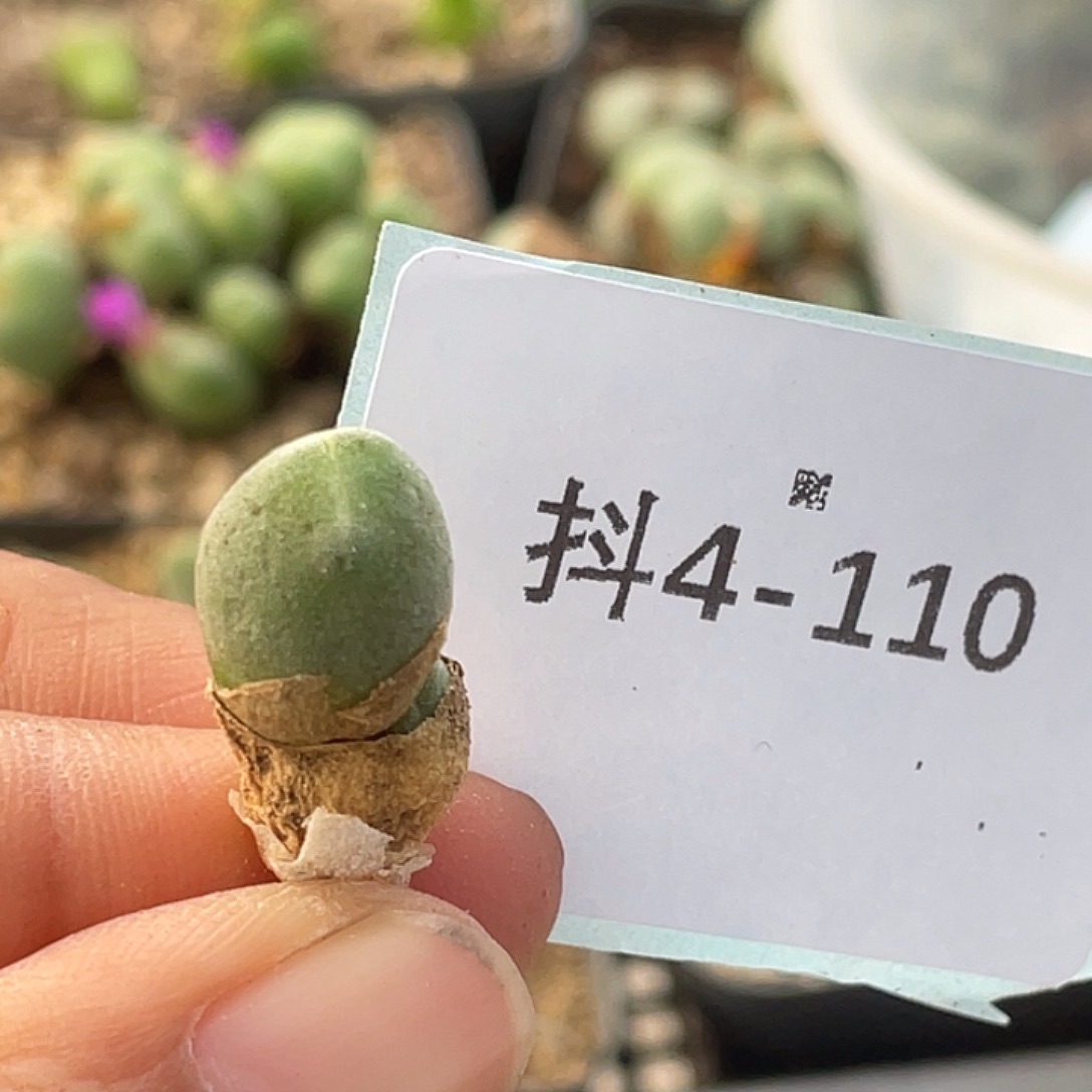 猪***儿4-110肉锥多肉植物