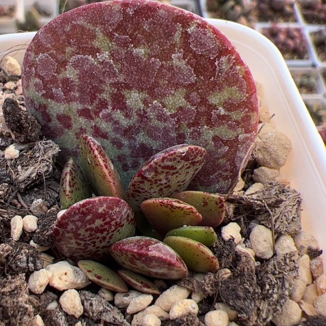 赤太鼓大苗多肉植物水泡