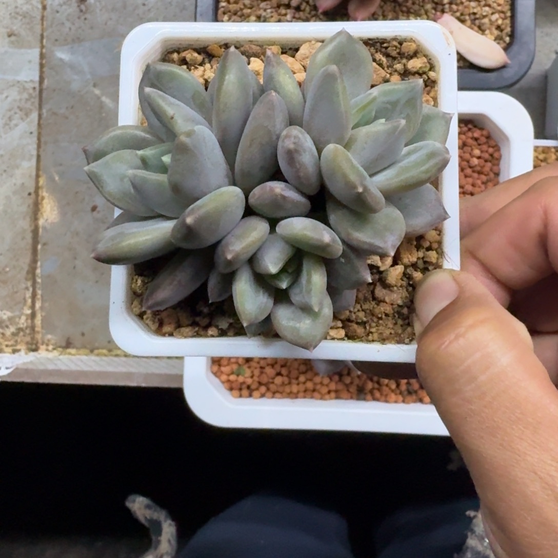 邀月 3头 一物一拍