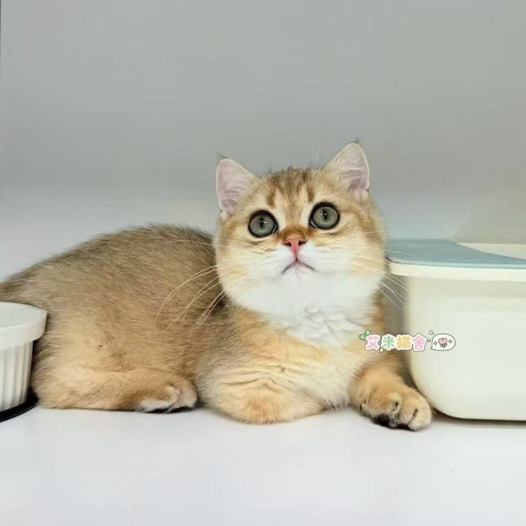 金渐层曼基康矮脚包子脸