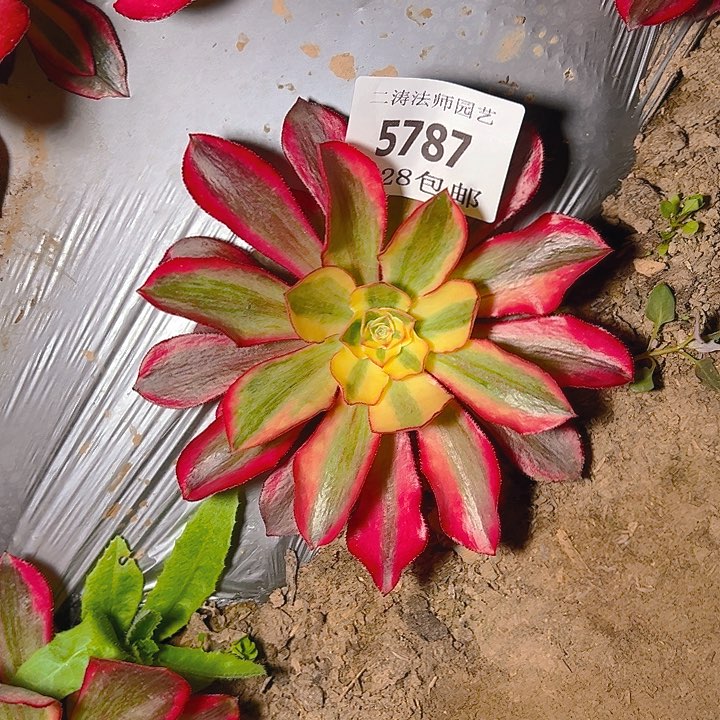 5787魅影单头多肉植物量拍