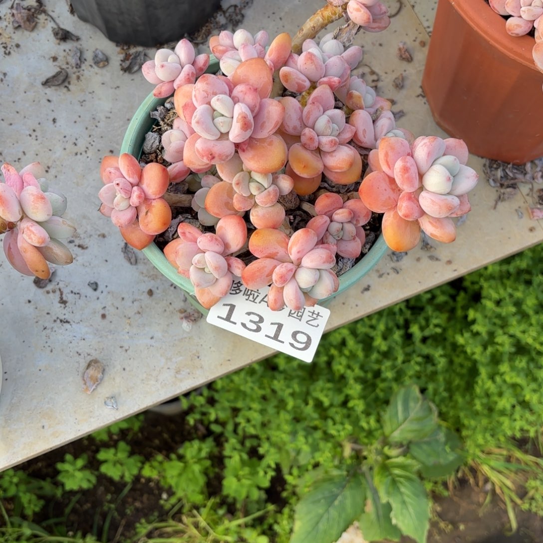 开开心心每一天象牙