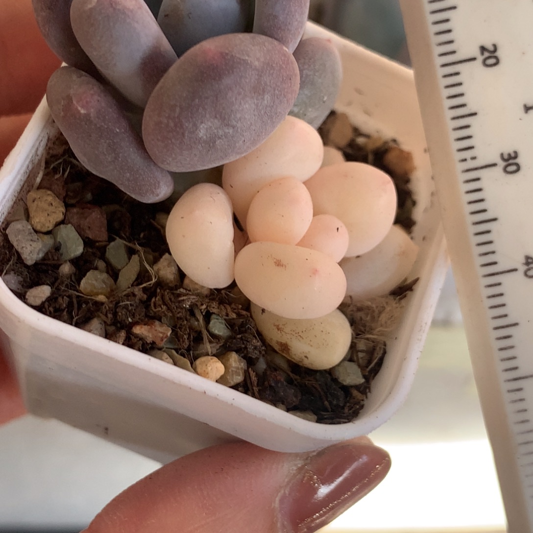 全锦头不售后奶酪锦哦