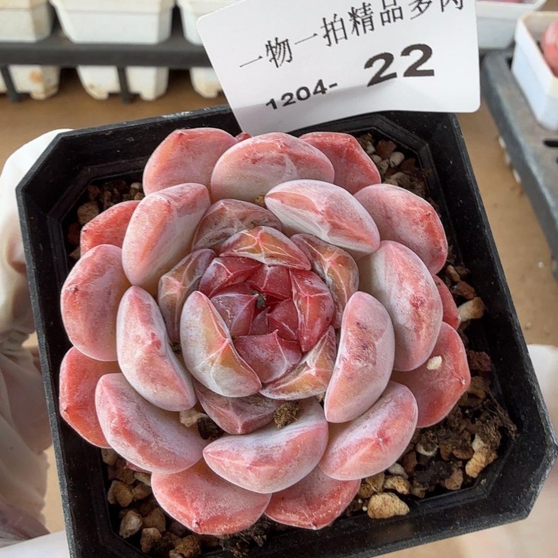 1204-22一物一拍多肉