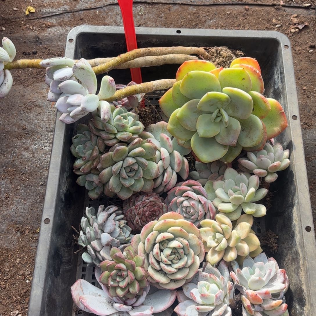 多肉植物狂拍零零九号