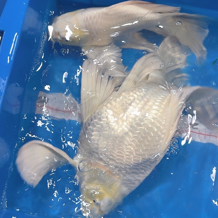 蝴蝶鲤鱼蝴蝶鲤包邮70