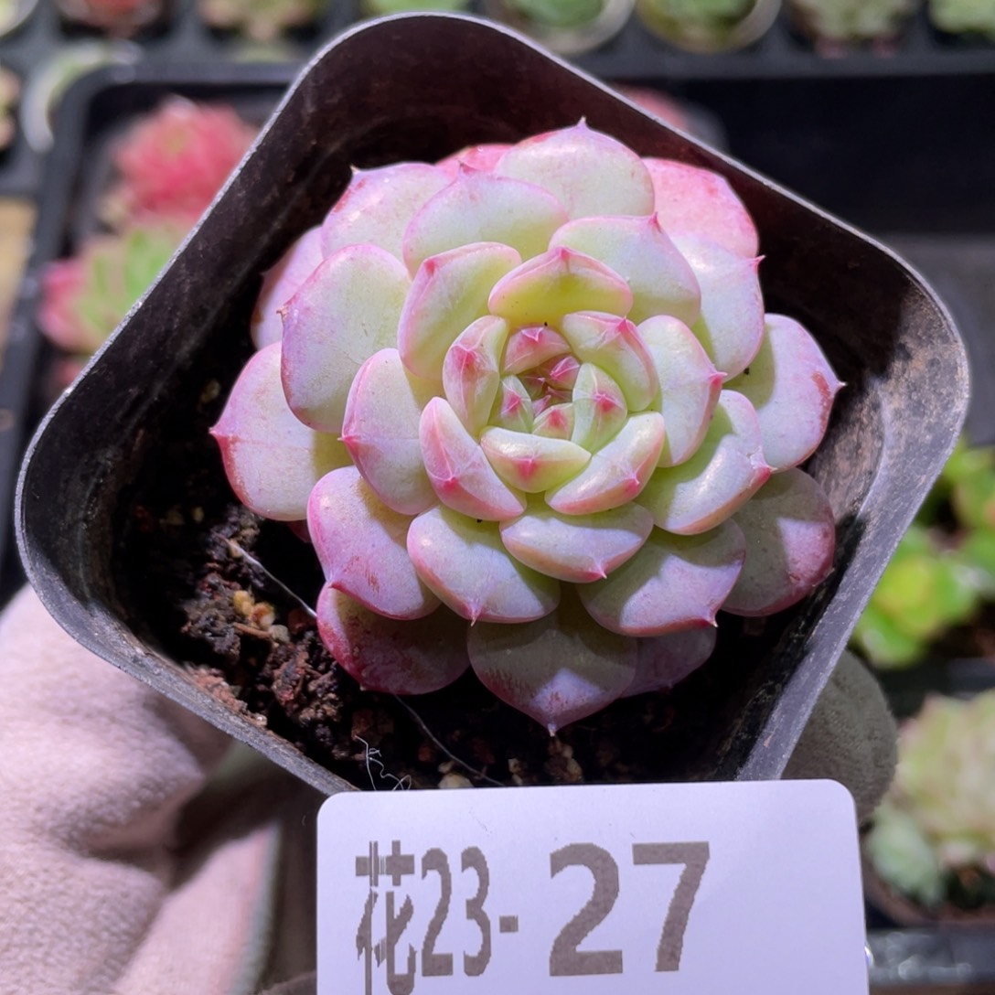 花利美23-27柔情单头