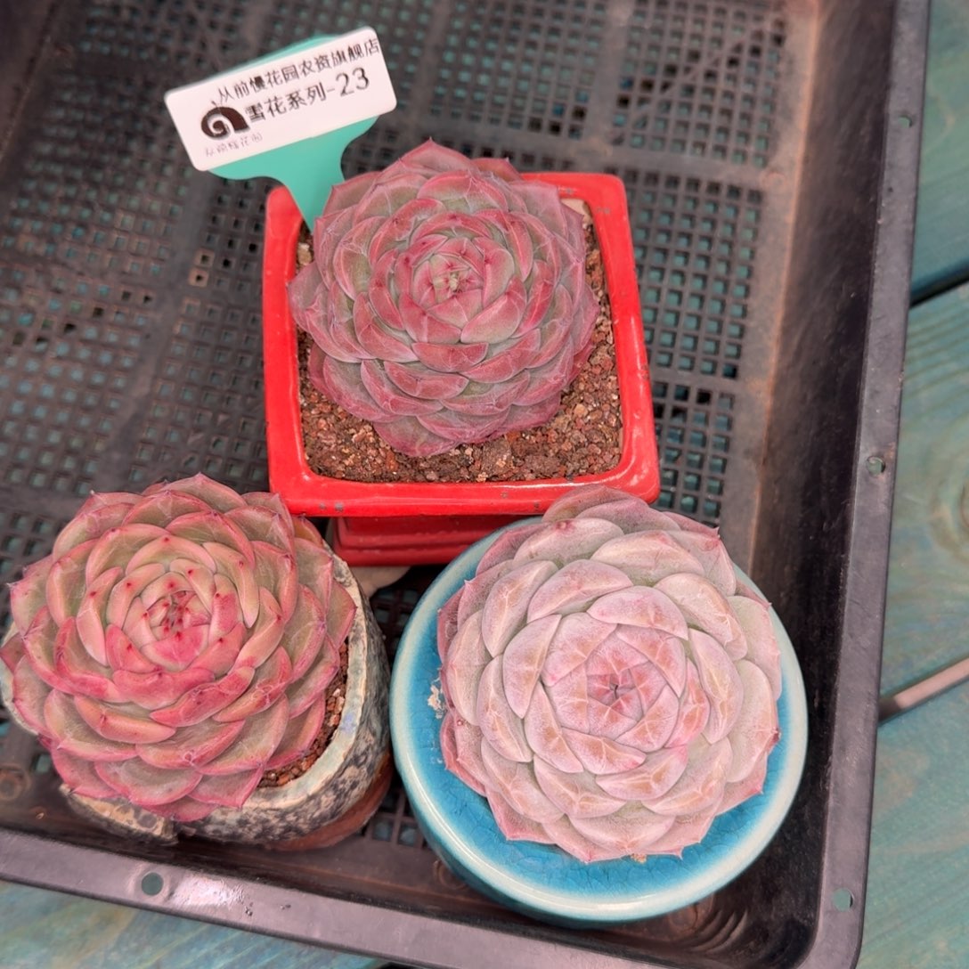 从前慢雪花多肉23