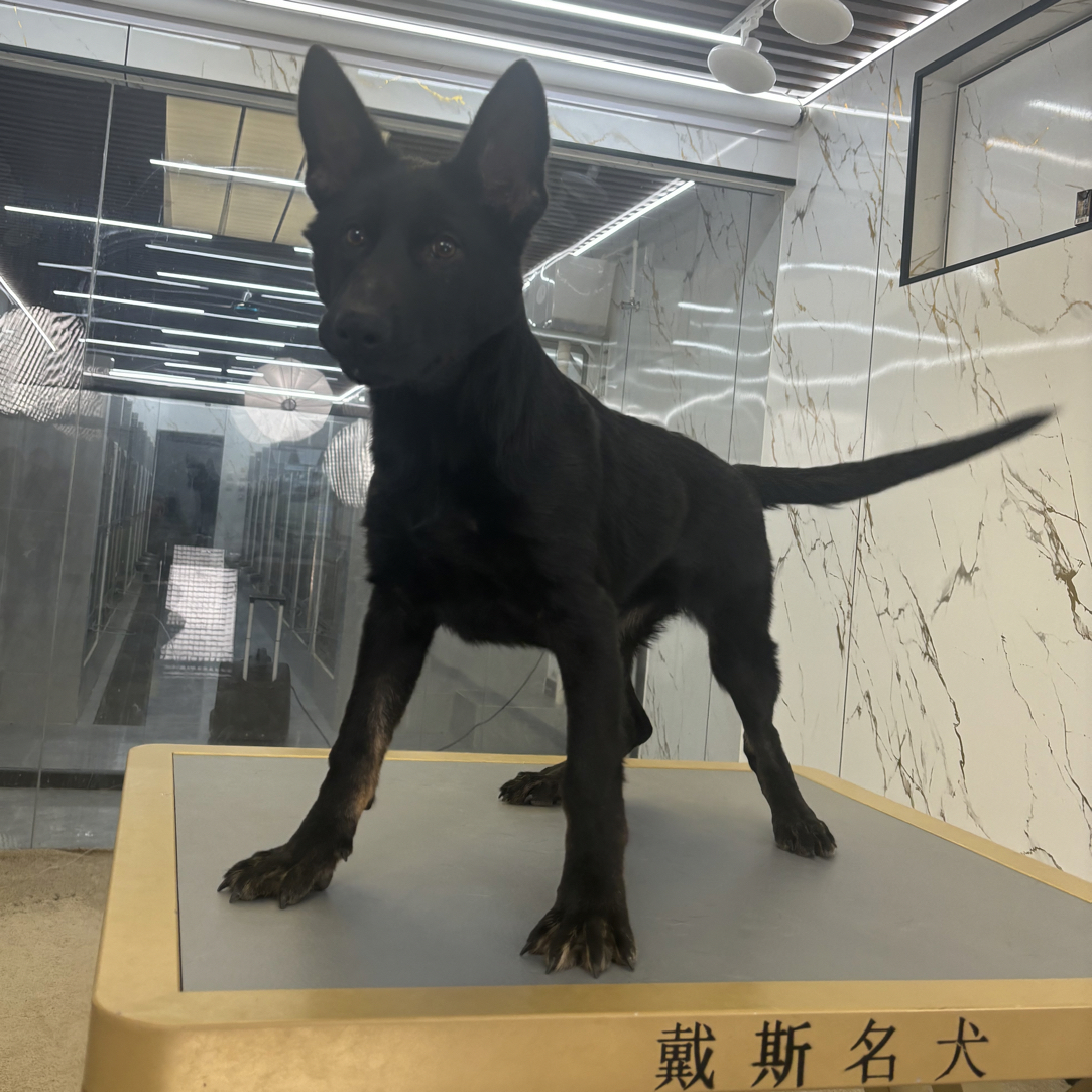 【戴斯名犬】东德牧羊犬 活体 狗狗 