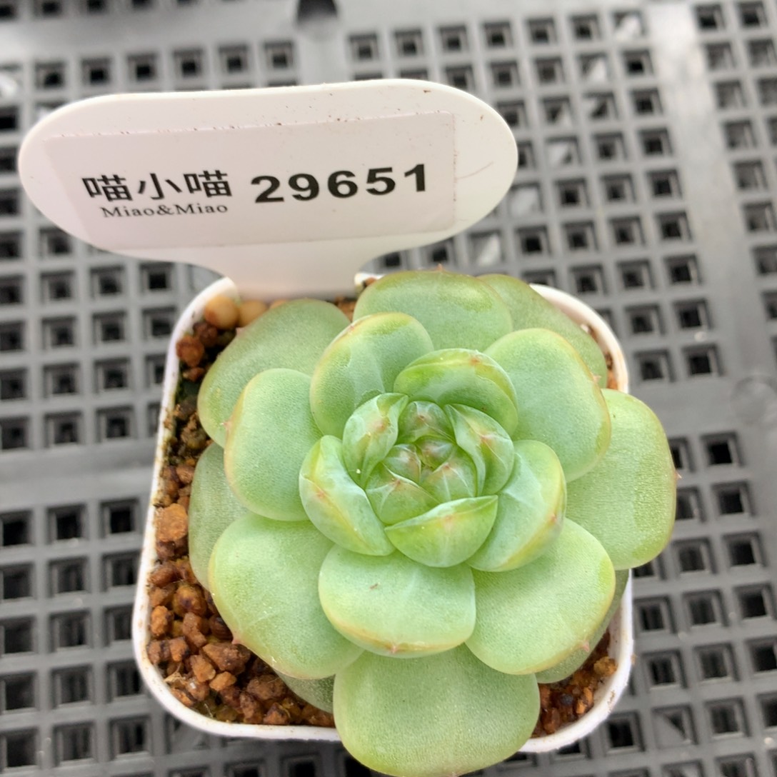*****多肉植物杂交珍妮