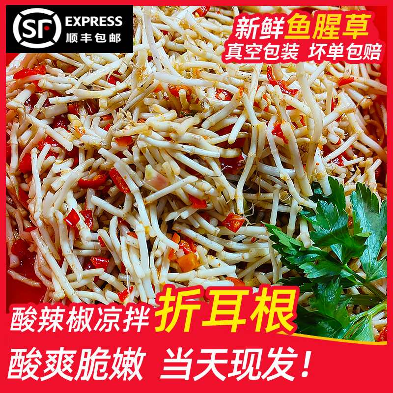 湖南贵州特产新鲜当季折耳根鱼腥草蔬菜嫩根凉拌下饭菜顺丰包邮