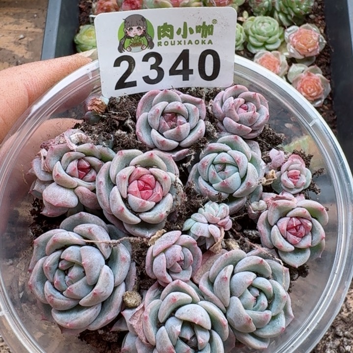 多肉植物多肉植玉