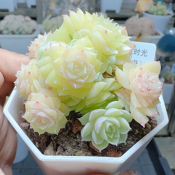 1224-151优选麦杆