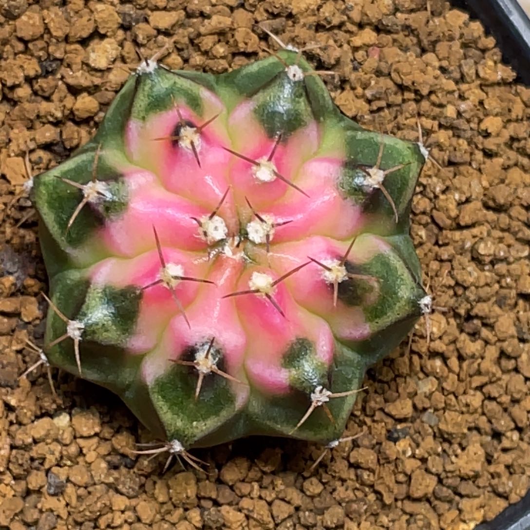 当前无花朵，栽培后可花朵穹顶