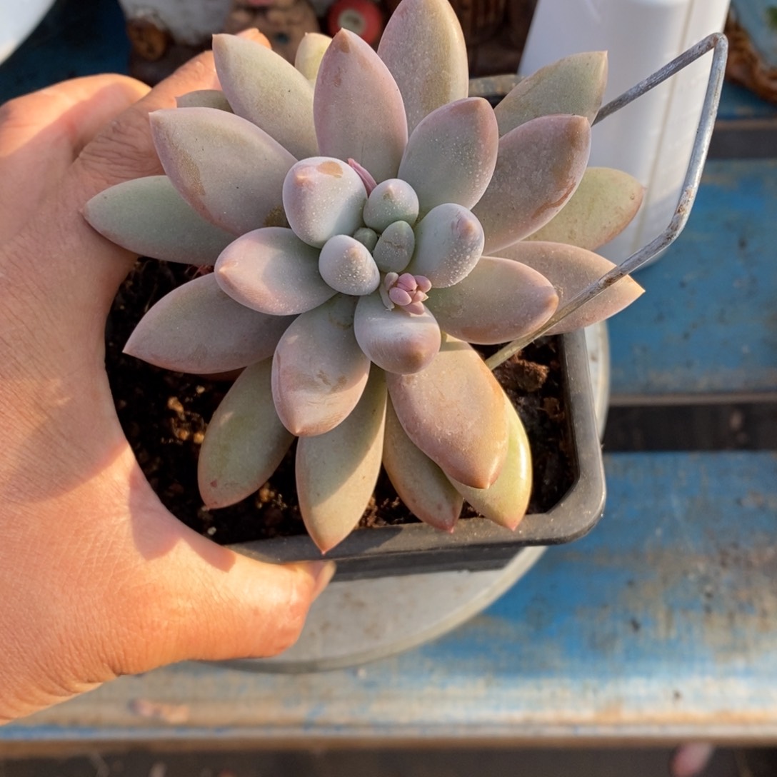 发货多肉植物一物一拍多肉