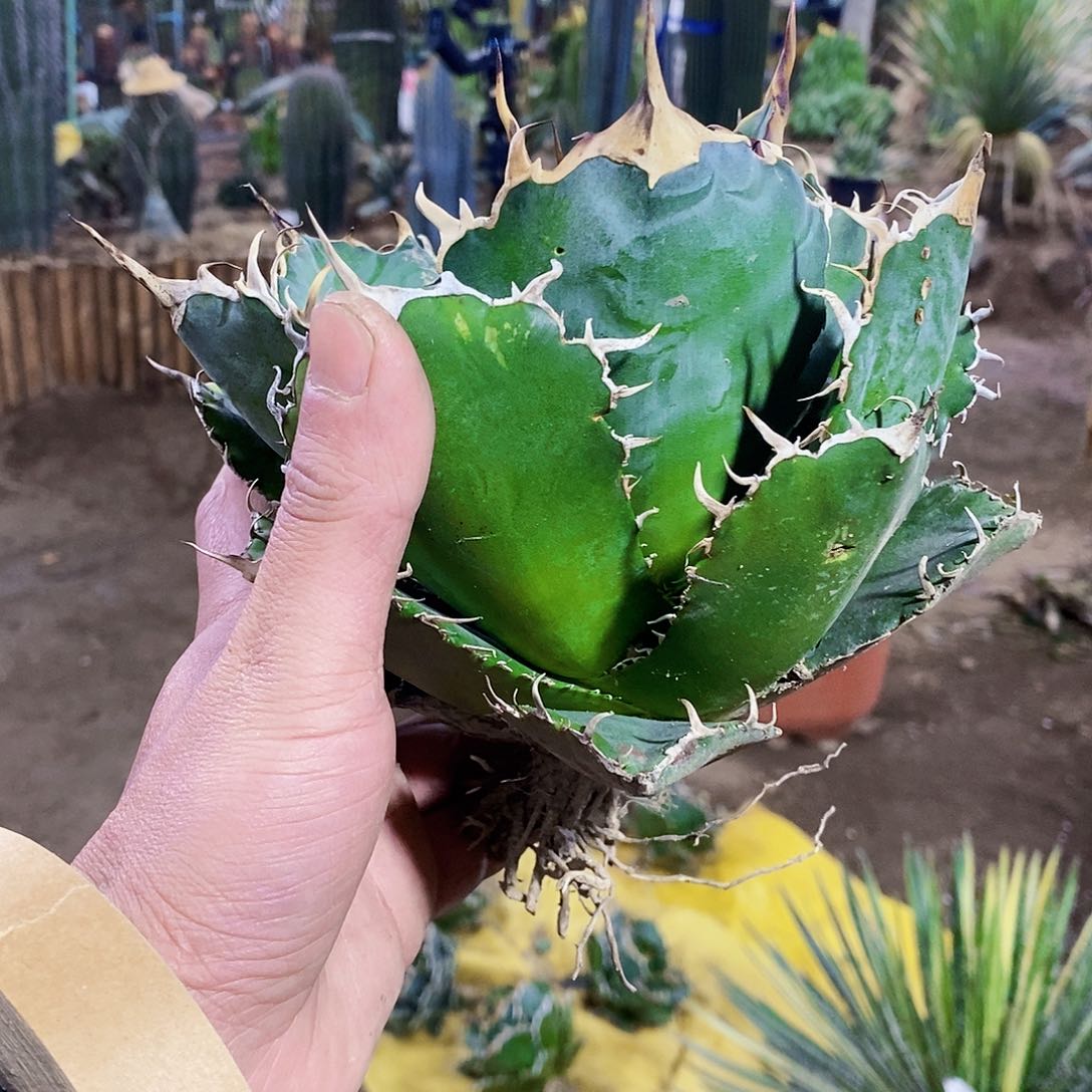 正版冠幅17公分以上支持寄养