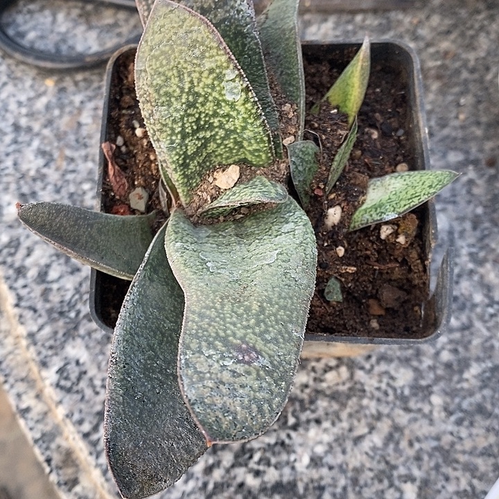 用***8完美主义勿怕啥硬叶122404