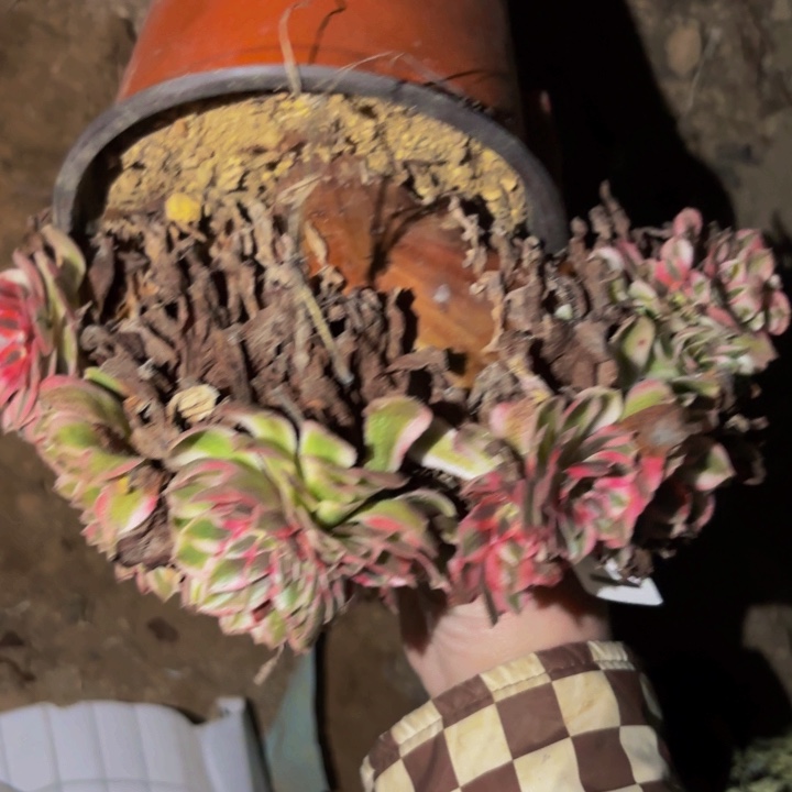 81半糖荔枝多肉植物不售后