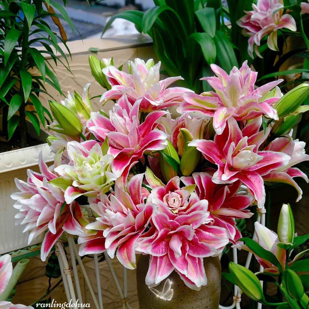 奥林匹亚重瓣百合，一单包邮！2单升级顺丰送货到家！