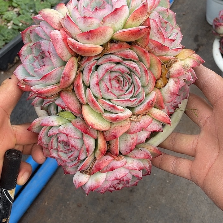 雁***飞超大侧影群生带盆发货
