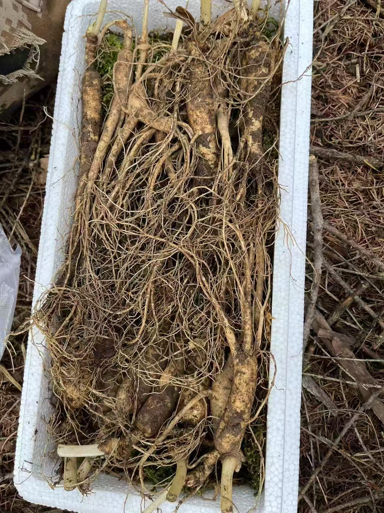 长白山新鲜带土可泡酒煲汤实惠自用款