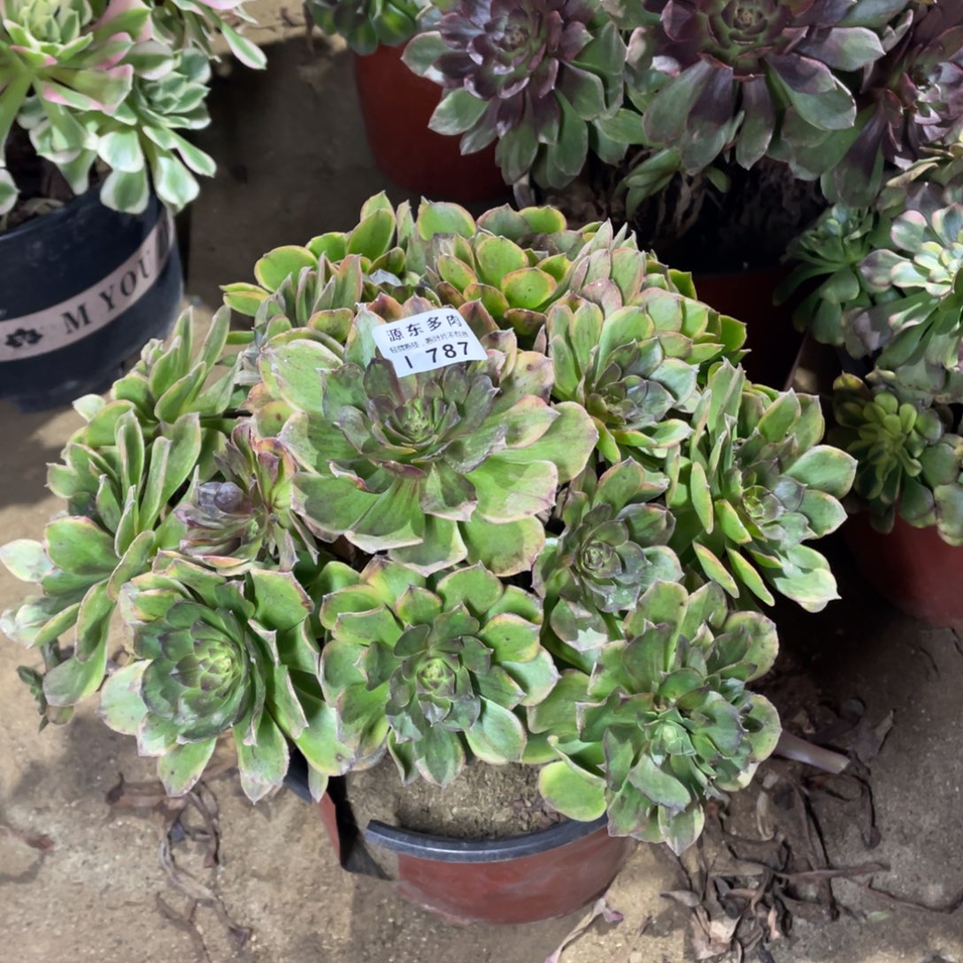 787斑斓多肉法师断枝不包