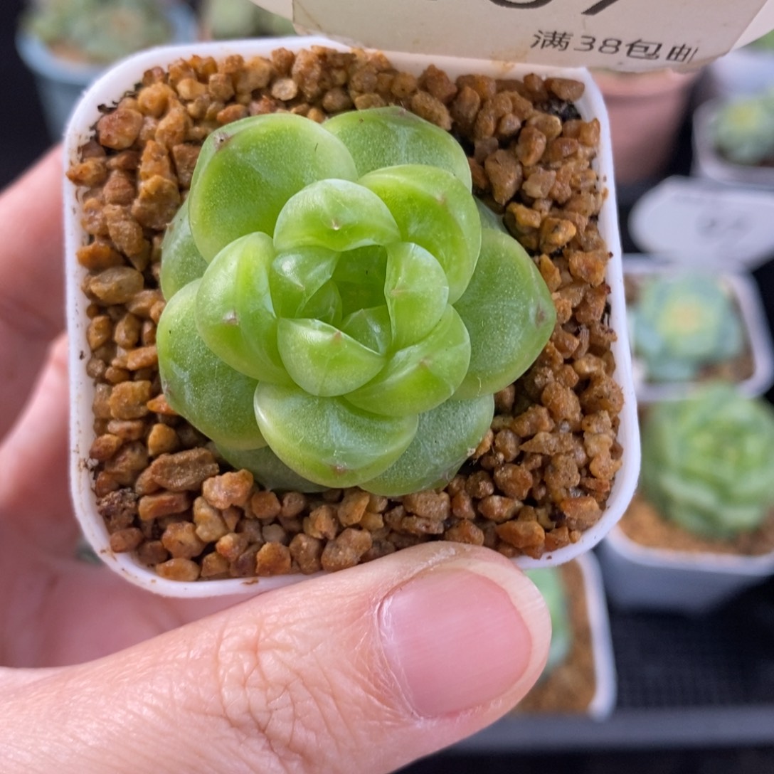 大冰心珍妮单头孤品107号