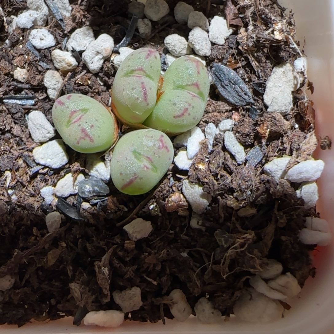 肉锥多肉植物百科-龙姬1024