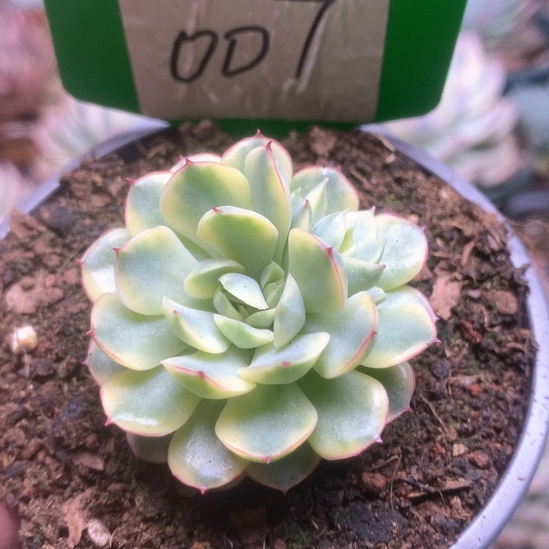 007黄覆轮梦幻玫瑰锦