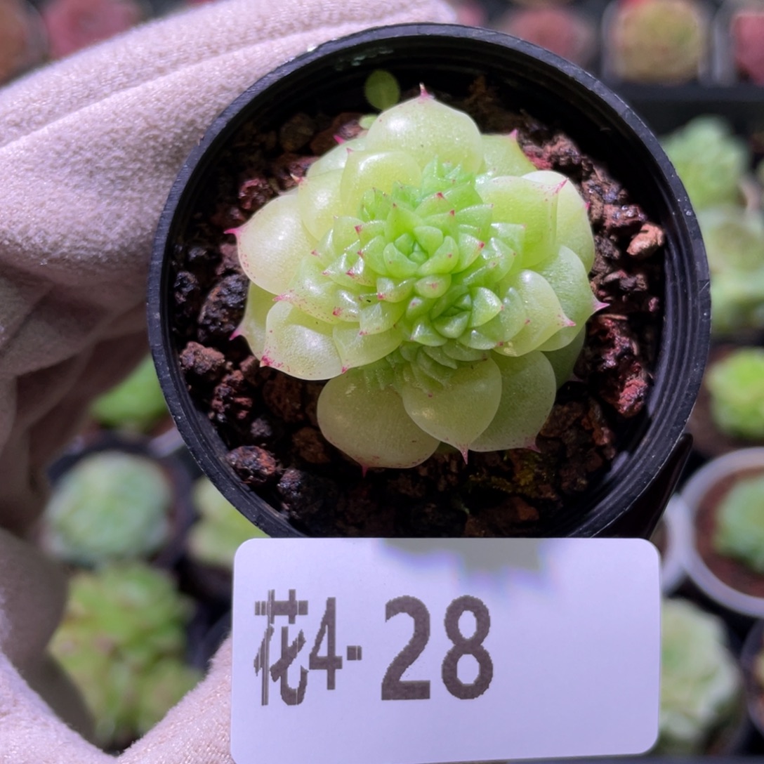 花利美4-28麦秆带侧芽