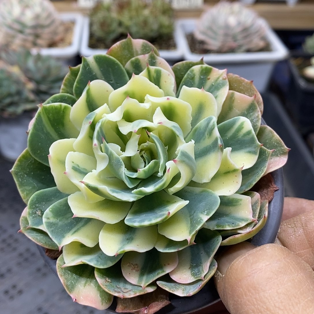 2999 海啸花脸锦