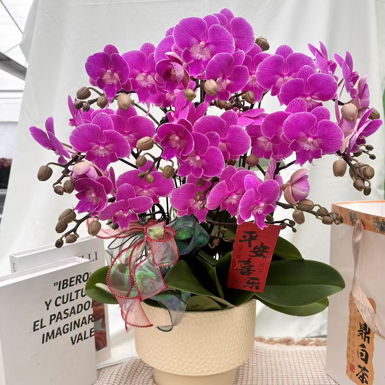 花世界蝴蝶蘭【红鱼】高端紫色系  桌面款花花