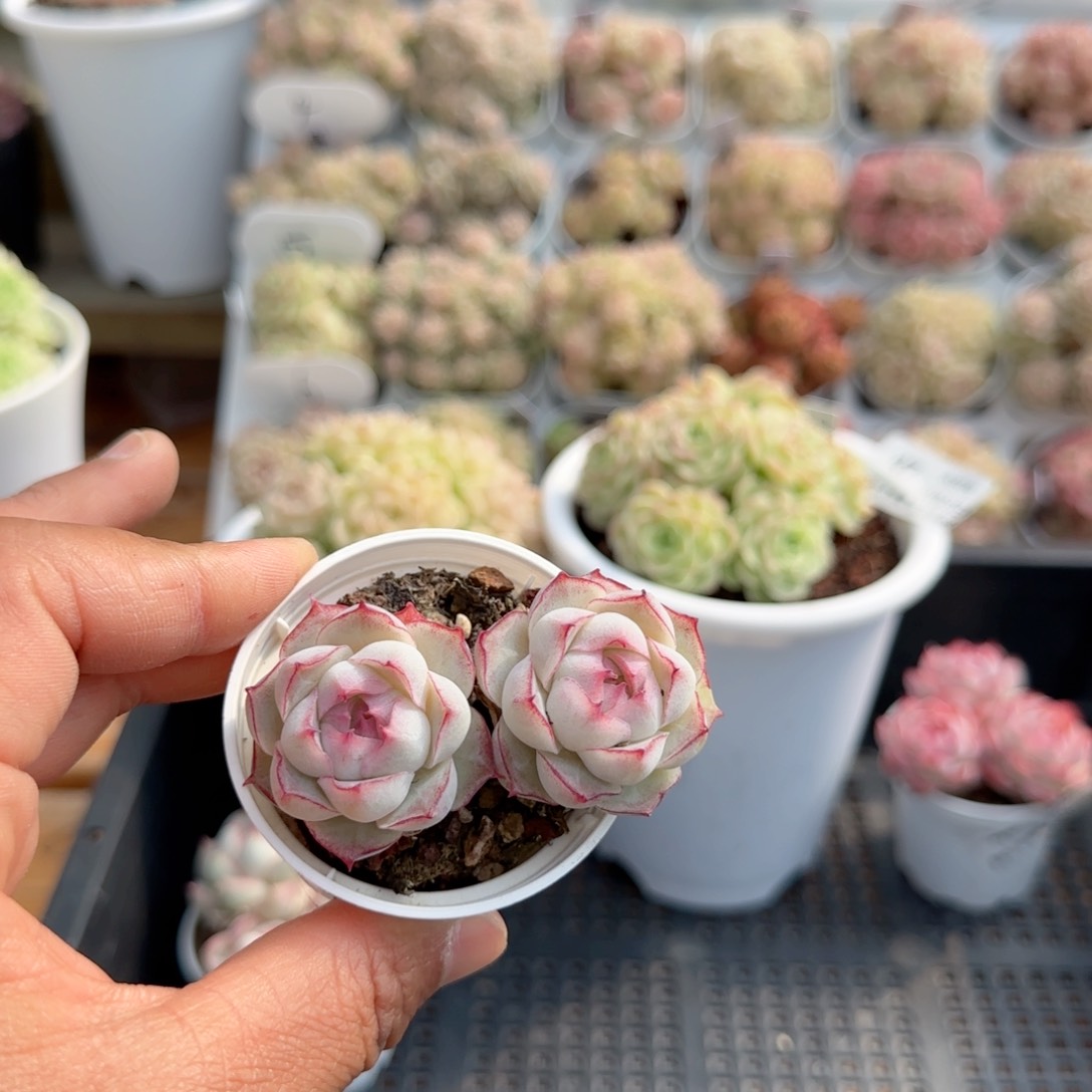 【闪购商品】0123-50女王