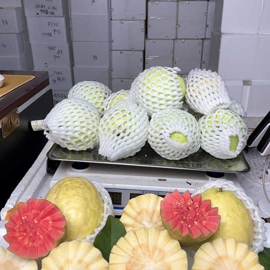 珍珠芭乐流*.芭乐